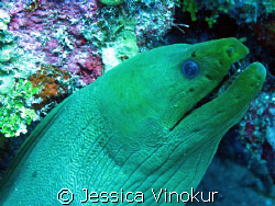 green moray in Belize. March 2008 by Jessica Vinokur 